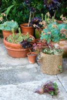 A collection of succulents in containers by the garden door includes Aeonium 'Zwartkop', Sempervivums and Echeverias. Yews Farm, Martock, Somerset, UK