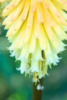 Flower spike of Kniphofia 'Toffee Nosed'. Yews Farm, Martock, Somerset, UK