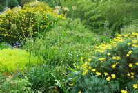 The South African terraces with Euryops Pectinatus, Coleonema Pulchellum, Agapanthus, Pelargoniums, Felicias and Osteospermums. Ventnor Botanic Garden, Ventnor, Isle of Wight, UK