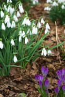 Clumps of Galanthus 'Atkinsii' growing with purple Crocus 