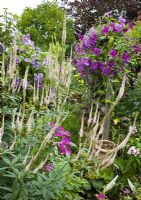 Rustic trellis with climbing clematis deep and light purple borders of herbaceous perennials with flowers in profusion, packed into an idyllic English cottage garden, at Grafton Cottage , NGS, Barton-under-Needwood Staffordshire