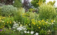 Colour themed borders of herbaceous perennials with flowers in profusion, packed into an idyllic English cottage garden, at Grafton Cottage ,NGS, Barton-under-Needwood Staffordshire