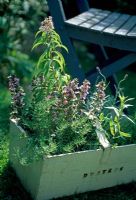 Box of Herbs in garden with Thyme and Lemon Verbena