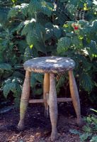 Old stool in raspberry patch