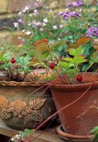 Alpine Strawberry in clay pot