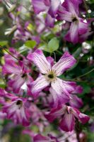 Clematis 'Minuet' AGM - viticella group