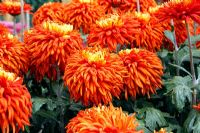 Chrysanthemum 'Membury'