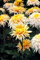 Chrysanthemum 'Percy Salter'