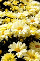 Chrysanthemum 'Primrose Enbee Wedding' AGM