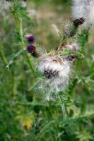 Wind blown seed dispersal of Spear Thistle -Cirsium vulgare