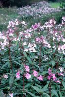 Himalayan Balsam - Impatiens glandulifera growing along the banks of the Culm in Devon