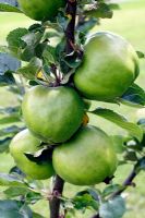 The angular Cooking Apple Lord Derby in early August
