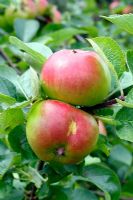 Bramley's Seedling apples in early August