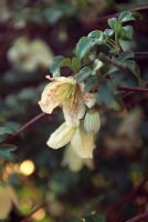 Clematis cirrhosa 'Freckles' - Evergreen winter flowering Clematis