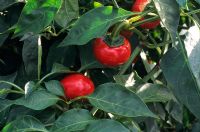Capsicum frutescens 'Red Cherry' - Chili Pepper