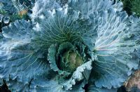 Brassica oleracea 'January King' - Cabbage