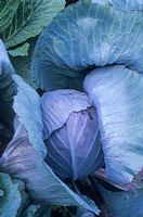Brassica oleracea 'Hardora' - Red Cabbage