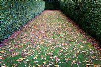 Lawn with fallen leaves edged by Fagus - Beech hedging 
