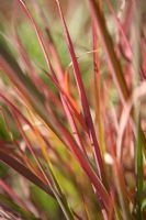 Ornamental grass with pinky red and green blades