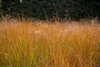 Anemanthele lessoniana syn. Stipa arundinacea - Pheasant's tail grass