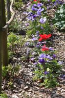 Anemone coronaria 'Mr. Fokker' -Kitchen garden in Spring