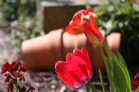 Red tulips- Kitchen garden in Spring
