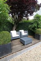 Decked terrace with contemporary rattan armchairs, clipped Buxus - Box balls growing in pots and Bamboo. Summer garden in the city