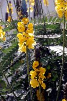 Cassia didymobotrya - Candle Bush, Candle Cassia
