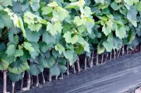 Lined out and budded Vitis - Grapevine plants