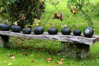 Cucurbita pepo 'Black Forest' squashes on a rustic garden bench in October
