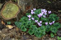Cyclamen hederifolium in early October