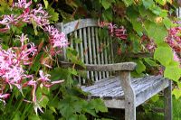 Wooden bench surrounded by Nerines and Vitis vinifera - Grape vine in early October