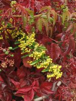Yellow berried Pyracantha growing with with the autumn foliage of Parthenocissus quinquefolia - Virginia Creeper                             