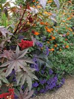 Orange Tithonia 'Torch' - Mexican Sunflowers, contrast with blue Heliotropium arborescens- Cherry Pie and the bold leaves and seed heads of Ricinus communis 'Carmencita' - Castor Oil Plant                