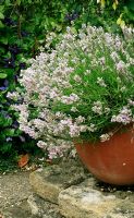 Lavandula 'Little Lottie' - Lavender growing in a terracotta pot with Clematis x durandii behind