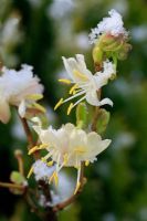 Lonicera fragrantissima - Winter honeysuckle dusted with snow