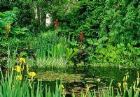 Planting in and around a pond including Iris pseudacorus - Yellow flag Iris, Nymphaea - Water lillies and red flowering Rheum palmatum 