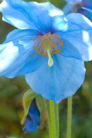 Meconopsis 'Slieve Donard' -  Himalayan Poppy