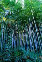 Phyllostachys pubescens 'Mazel Moso-Chiku'  Bamboo. Stand of very tall bamboo growing in tropical forest