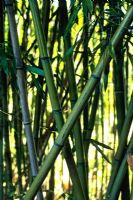 Phyllostachys viridiglaucescens -  Bamboo. Long thin stems in shady grove