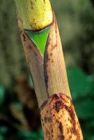 Phyllostachys vivax - Bamboo stem with sheath