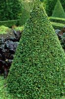 Buxus sempervirens - Box  topiary cones in vegetable garden at Pound Hill Garden 