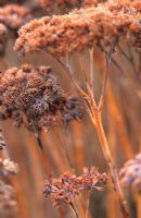 Seed heads of Sedum gypsicola 'Herbstfreude'. Syn Hylotelephium  'Herbstfreude'. St Andrews Botanic Garden, Scotland