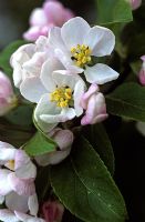 Malus 'John Downie' - Apple tree in blossom
