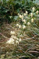 Aconitum lycoctonum subsp. vulparia - Alpine Wolfsbane


