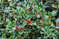 Ilex aquifolium 'Madame Briot' - ripening berries in late summer