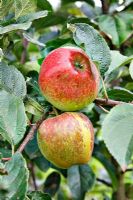 Malus domestica - Apple 'Kidd's Orange Red'