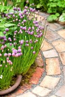 Allium schoenoprasum - Chives edge the brick path in Pottering in North Cumbria, sponsored by University of Cumbria, Cumbrian Homes Ltd, Copeland Borough Council - Silver Flora medal winner for Courtyard Garden at RHS Chelsea Flower Show 2009