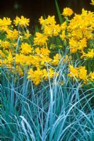 Crocosmia Walburton Yellow, Montbretia, Elymus magellanica, Wild Rye in August 