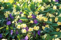 Primula vulgaris, Primula and Vinca minor 'La Grave'  - Periwinkle. March